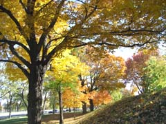 Parc Mont Royal