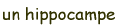 hippocampe.gif